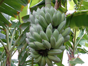 Giant island bananas