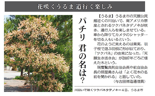 Triplaris americana blooming along the river in Uruma City on April 4th.