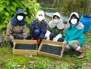 Harvested black soybeans