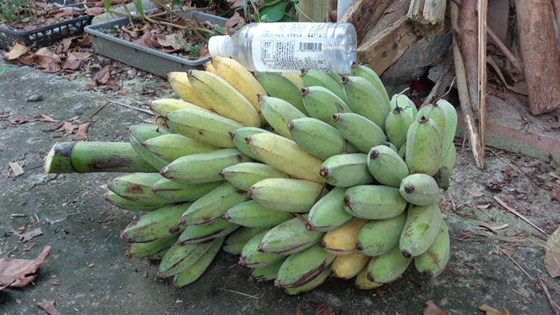 Bananas harvested after the typhoon