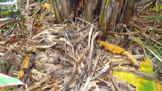 The surface of the banana field is covered with the removed lower leaves and harvest residue (fermented liquid fertilizer is applied to the base of the plant four to six times a year)