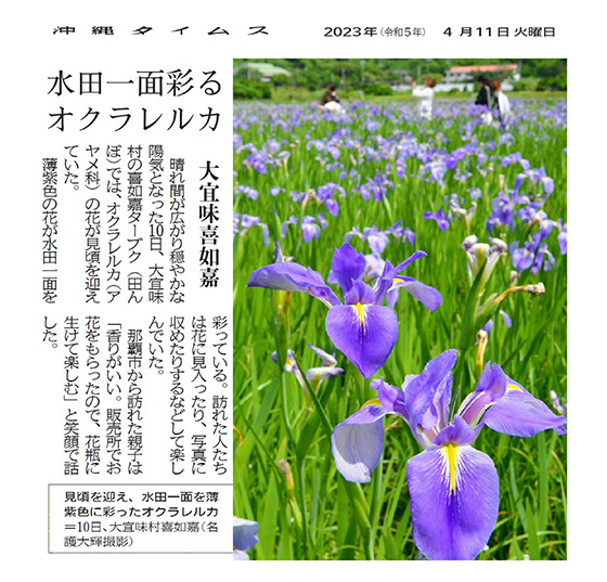 Now in its best season to view the Okulaleluka, which have added a pale purple color to the entire paddy field (April 10th in Kijoka, Ogimi Village). (Photo by Daiki Nago)
