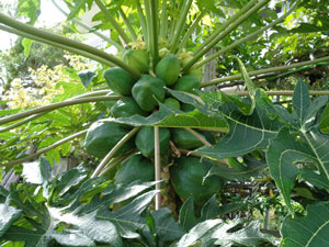 Papaya that has a trace of a deformity from the virus on the lower lobe in the right front, but above that everything is normal and starting to grow bigger.