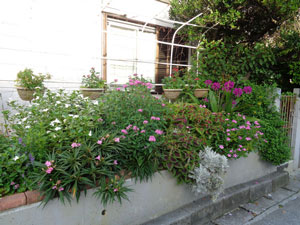Photo 14-1: The flowers in our flowerbed that I have often introduced are growing huge 

