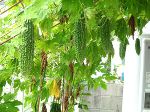 Photo 11-2: Abundant Bitter gourds growing in a home garden that became virus-free