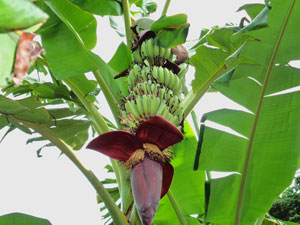 Photo 12-1: Bananas that grew 1.5 to 2 times larger than normal