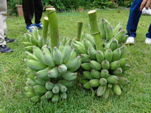 Photo 12-2: Giant island bananas