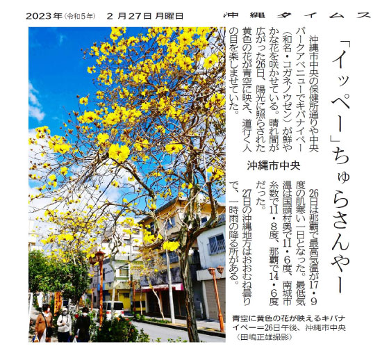 The yellow flowers of the Ipe against the blue sky on the afternoon of the 26th in central Okinawa City. (Photo by Masao Tajima)