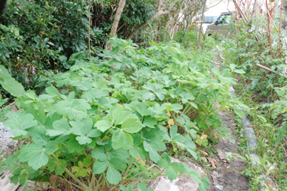 Long-life grass grown without any fertilizers