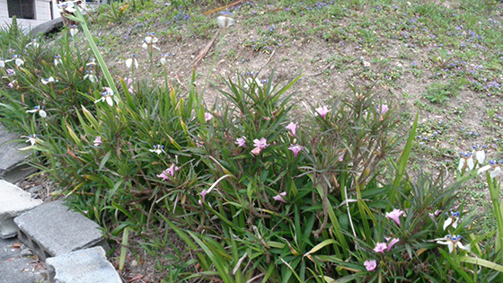 Dwarf lilacs at the entrance