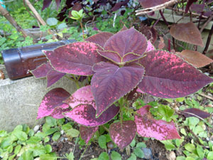 Photo 9: The bright spots on Coleus began to disappear and it grew huge
