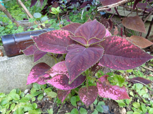 Photo 9: The bright spots on Coleus began to disappear and it grew huge
