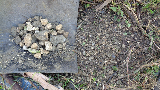 Left: Stones from the hole
Right: Permanent planting mass method with soil returned. It is possible to plant even in such a stony soil.