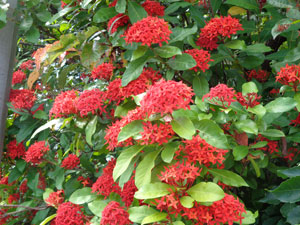 Photo 12: Santanka, ixora chinensis at my home