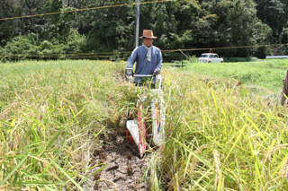 Photo 2: Rice harvesting at Shinsen Spark Farm