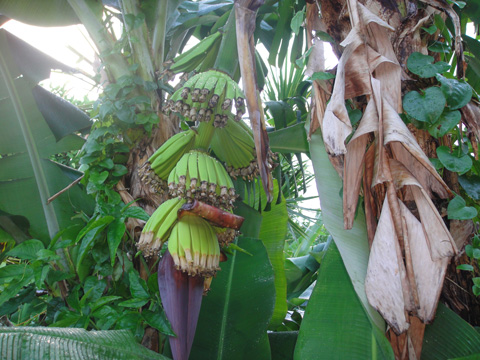 Limit breakthrough bananas using salt fertilizer (large type) 