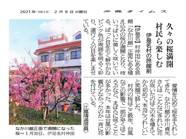 Photo 7: Sakura (cherry blossoms) in full bloom after a long time
1/24/2021 (provided by Okinawa Times)