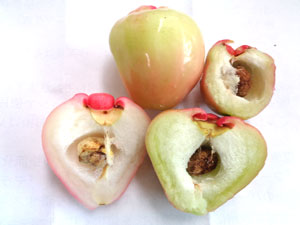 Photo 11: Rembu, rose apple with seeds