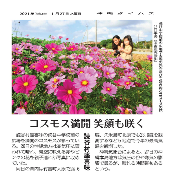 Photo 10: Cosmos in full bloom 
1/27/2021 (provided by Okinawa Times)