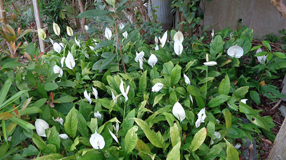 Spathiphyllum under the guava