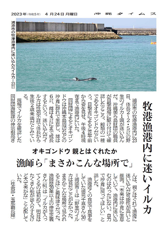 A dolphin that got lost in Makiminato fishing port in Urasoe on April 23rd.