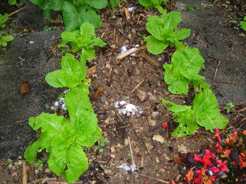 Spot fertilizing with salt (spaced over 10cm from the roots)