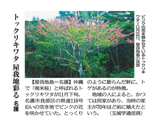 Photo: Silk floss tree blooming with pink flowers November 21, in Gabu-Ward, Yagaji Island