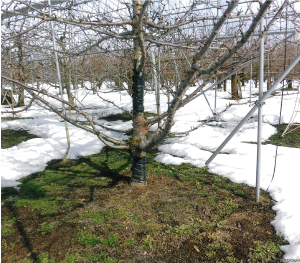 Photo 2
< Regular use of EM for many years>
The snow is melting