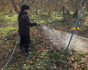 November: Sprayed activated EM over apples after removing them from the trees