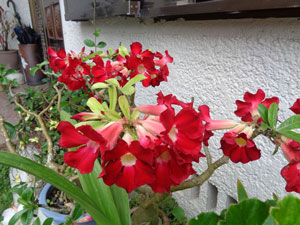 Photo 14-2: Adenium blooming as if it’s a different variety 

