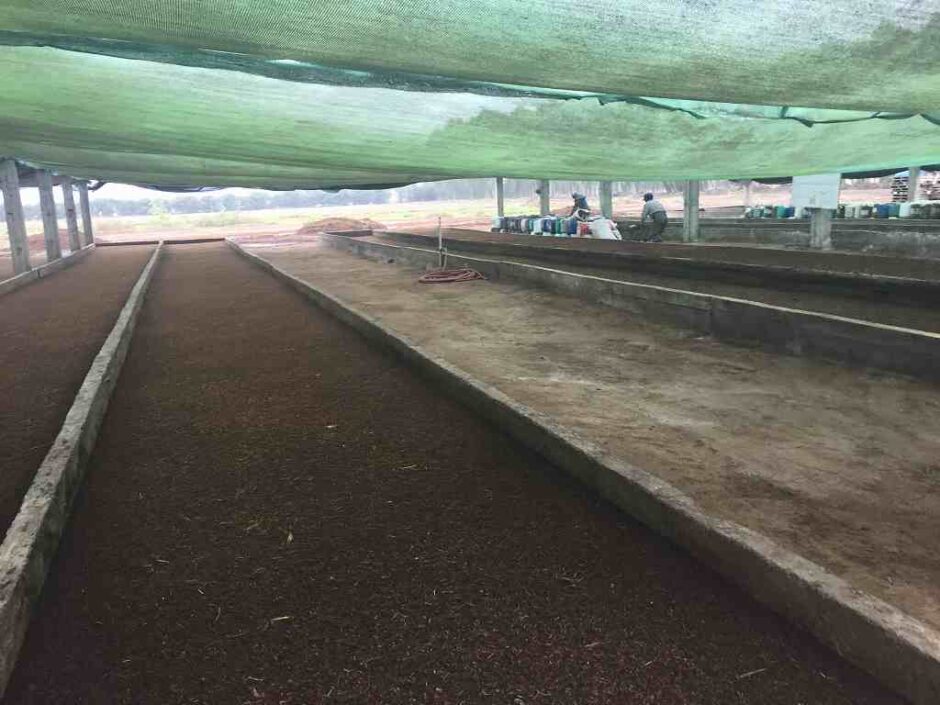Worm compost (vermicompost) using compost treated with EM is also used for corn cultivation.