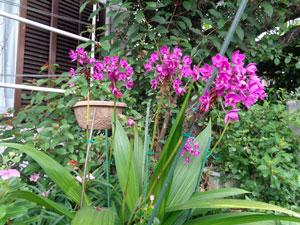 Photo 2:  The virus-free purple Philippine ground orchid grew quite huge

