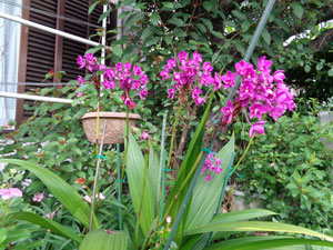 Photo 2:  The virus-free purple Philippine ground orchid grew quite huge

