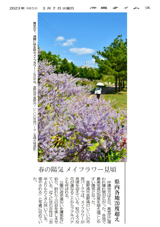 Mayflowers in full bloom under a blue sky at Ikoi no Shimin Park in Ginowan, Ginowan City, on the afternoon of June 5th. (Photo by Daiki Nago)