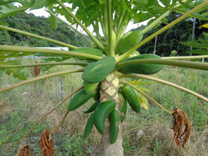 Photo 4: A papaya that is now virus free. The deformed fruits in the lower row were damaged by virus, and the fruits in the upper row have returned to normal. 

