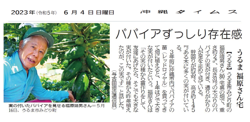 A Striking Crop of Papayas 
6/4/2023 (Courtesy of Okinawa Times)