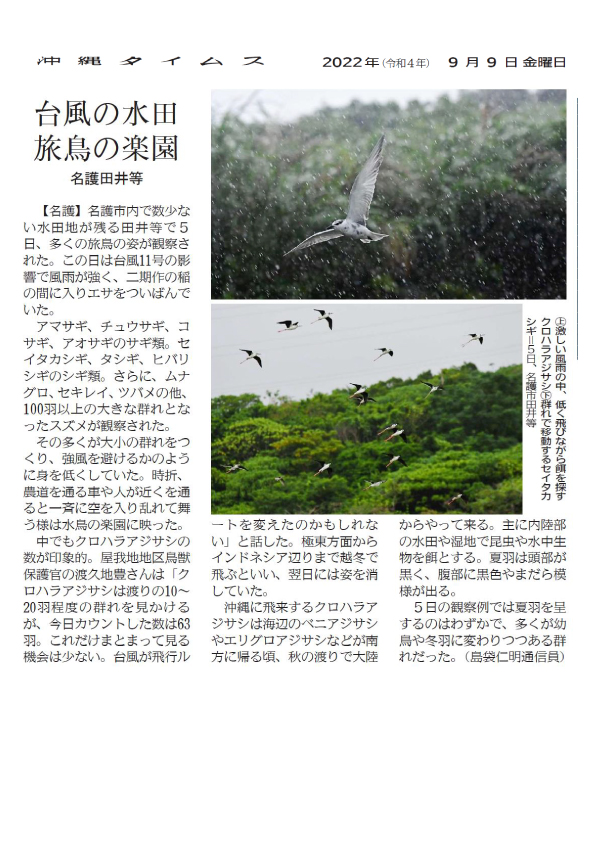 Article 7: “A Rice Paddy Field in a Typhoon, a Traveling Bird Paradise” September 9, 2022 / Courtesy of the Okinawa Times
Above: Black-bellied terns flying low in search of food in heavy rain and wind.
Below: A flock of wagtails moving in a group on the 5th, Taira, Nago City.