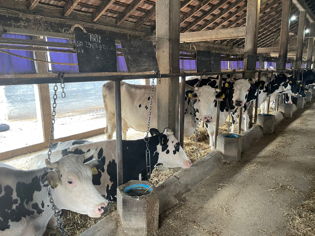 Case study: Improving Milk Production in Dairy Cows