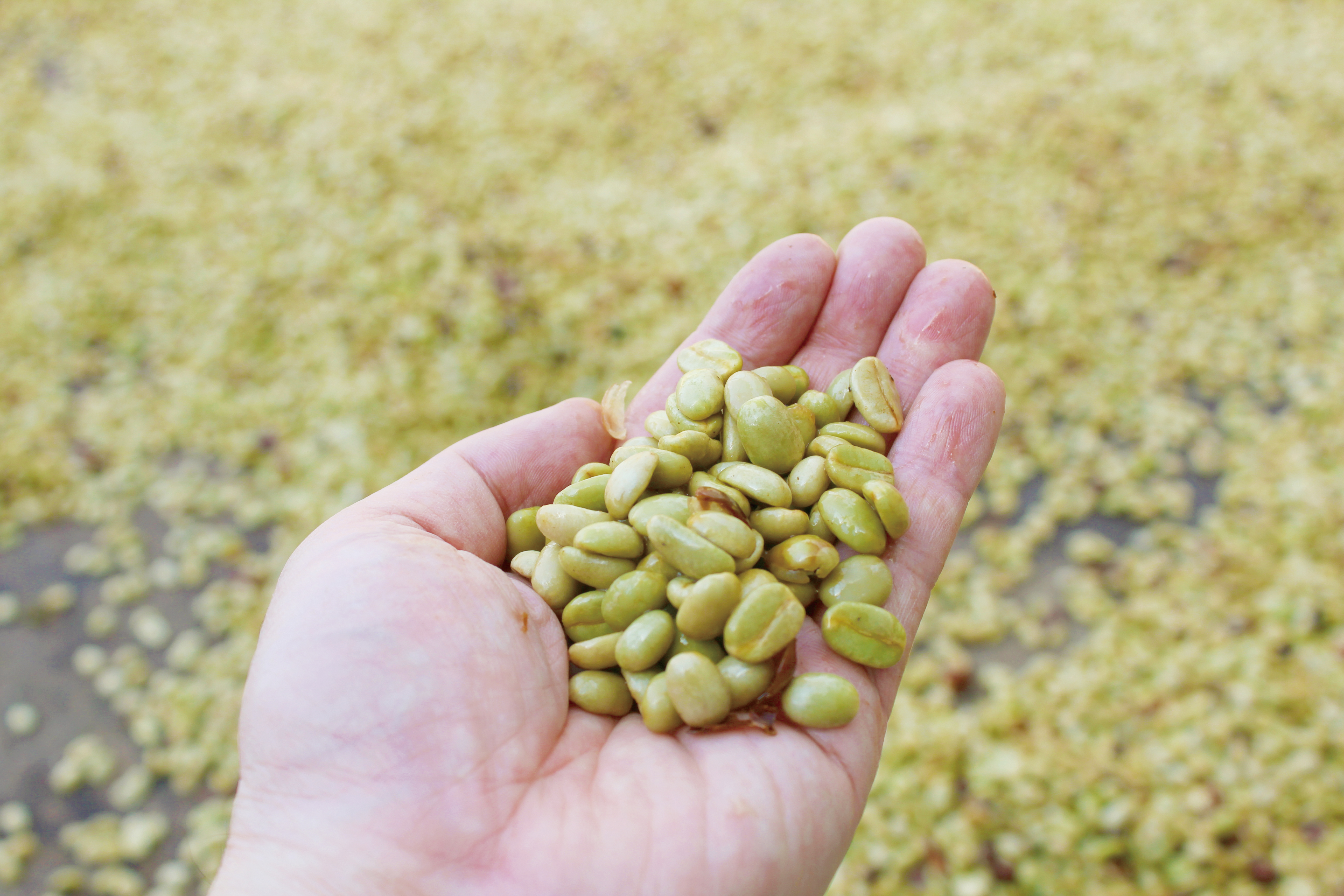 Video: EM Coffee from Costa Rica