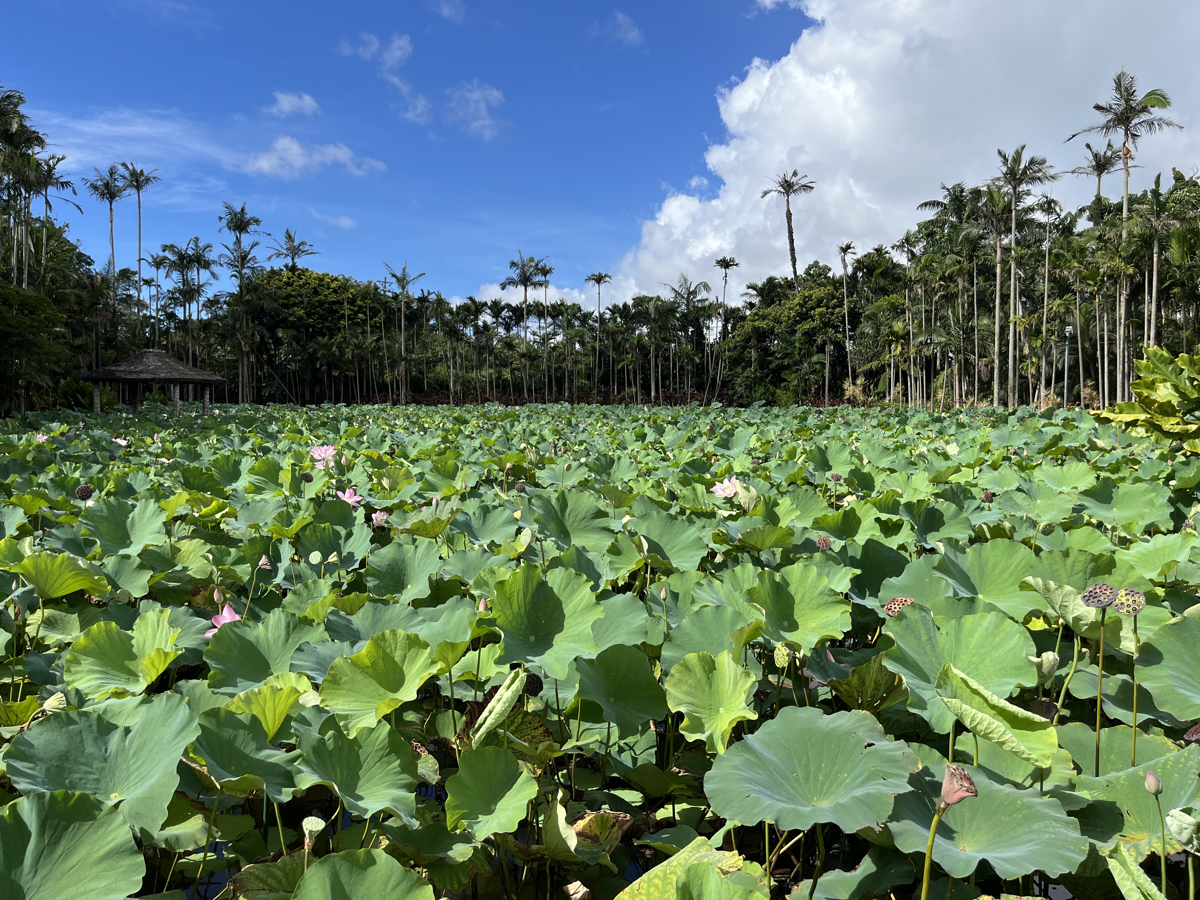 Creating a Clear and Beautiful Lotus Pond