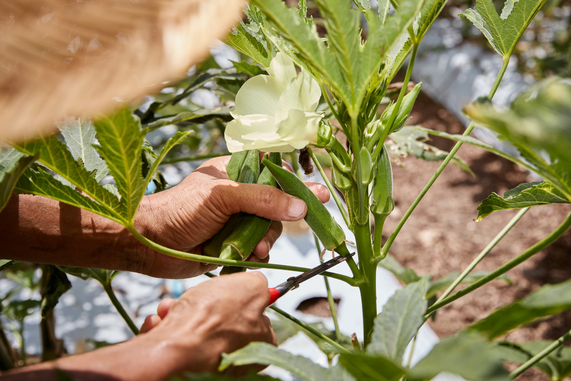Circular Farming to Grow Food and Community II