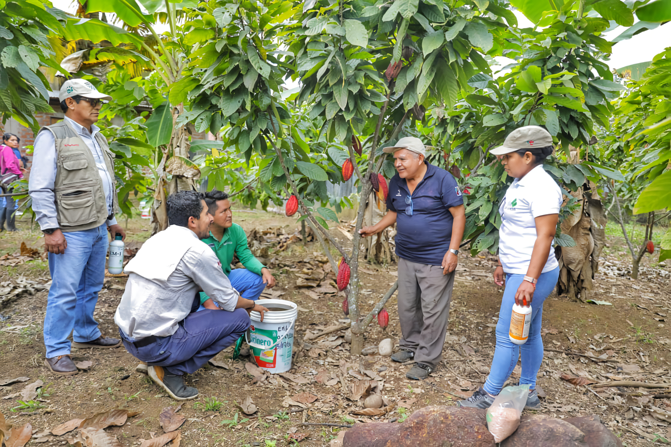 Regenerative Agriculture Boosts Cacao Yields in the Peruvian Amazon